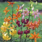 8 seeds - Lilium martagon var. Painted Ladies Plant #ggvm5