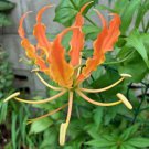 10 seeds - Gloriosa virescens var. plantii Plant #ggvm5