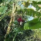 10 seeds - Musa balbisiana Gigantea King Kong - Plant #ggvm5