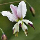 10 seeds - Arthropodium milleflorum Pale Vanilla Lily Plant #ggvm5