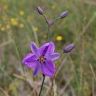10 seeds - Arthropodium strictus Chocolate Lily Plant #ggvm5