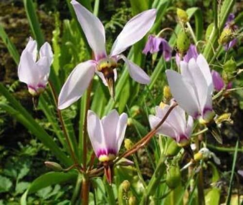 100 seeds - Dodecatheon meadia Shooting Star Plant #ggvm5