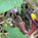 10 seeds - Aristolochia sempervirens - Evergreen Pipevine Plant #ggvm5