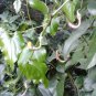 10 seeds - Aristolochia sempervirens - Evergreen Pipevine Plant #ggvm5