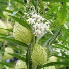 10 seeds - Asclepias physocarpa Gomphocarpus Family Jewels Plant #ggvm5