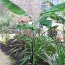 10 seeds - Banana - Musa cheesmanii Cold Hardy Plant #ggvm5