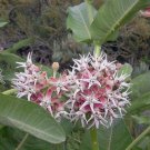 20 seeds - Asclepias speciosa - Showy Milkweed Butterflies (Monarch Host Plants) Plant #ggvm5