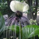 10 seeds - Tacca nivea white Plant #ggvm5