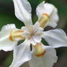 10 seeds - Dietes butcheriana | Wide leafed Dietes | Wild Iris Plant #ggvm5
