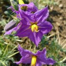 10 seeds - Solanum virginianum | yellow berried fruit nightshade Plant #ggvm5