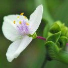 5 seeds - Tradescantia ohiensis alba Plant #ggvm5