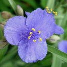 20 seeds - Tradescantia ohiensis | Ohio Spiderwort | Snotweed Plant #ggvm5