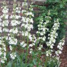 10 seeds - Penstemon tubaeflorus - White Plains Beardtongue Plant #ggvm5