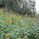 100 seeds - Verbesina occidentalis Yellow Crown-Beard Plant #ggvm5