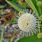 100 seeds - Cephalanthus occidentalis Plant #ggvm5