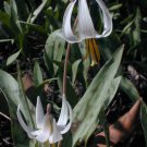 8 seeds - Erythronium albidum | Trout Lily | white fawnlily Plant #ggvm5