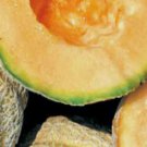 10 seeds - Gold Star F1 Muskmelon Plant #ggvm5