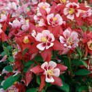 10 seeds - Aquilegia x caerulea Origami Red & White - Plant #ggvm5
