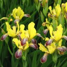 5 seeds - Iris variegata Hungarian Iris - Plant #ggvm5