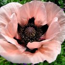 20 seeds - Papaver orientale 'konigin alexandra' - Oriental Poppy Plant #ggvm5