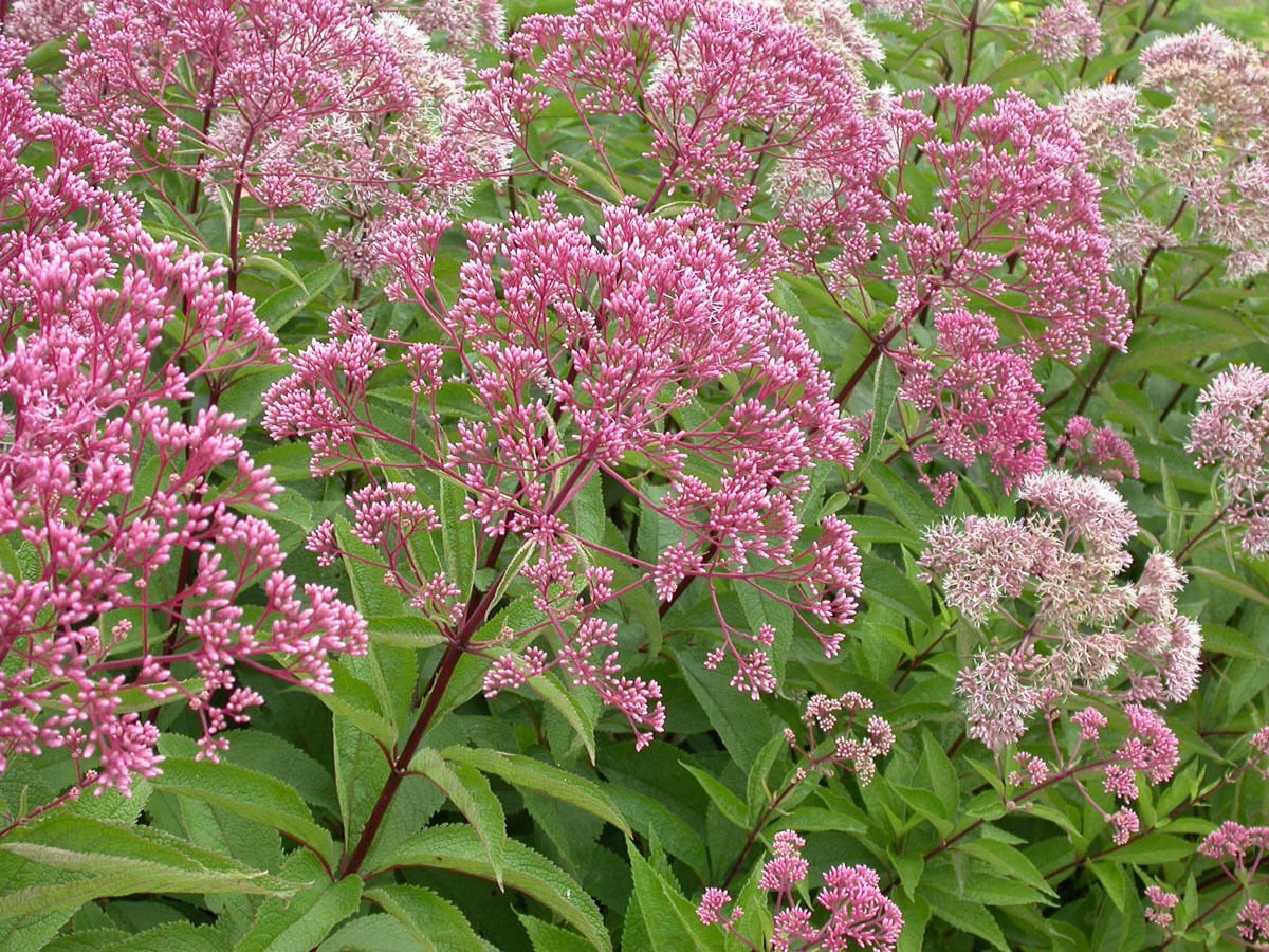 10 seeds - Eutrochium maculatum Gateway Joe Pye Weed Plant #ggvm5