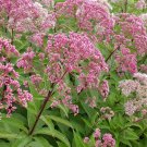10 seeds - Eutrochium maculatum Gateway Joe Pye Weed Plant #ggvm5