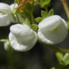 20 seeds - Calceolaria nitida or Colla Plant #ggvm5