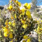 20 seeds - Calceolaria inamoena or Kraenzl Plant #ggvm5