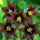 10 seeds - Fritillaria camschatcensis Black Lily Plant #ggvm5
