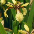 10 seeds - Iris foetidissima Citrina Plant #ggvm5