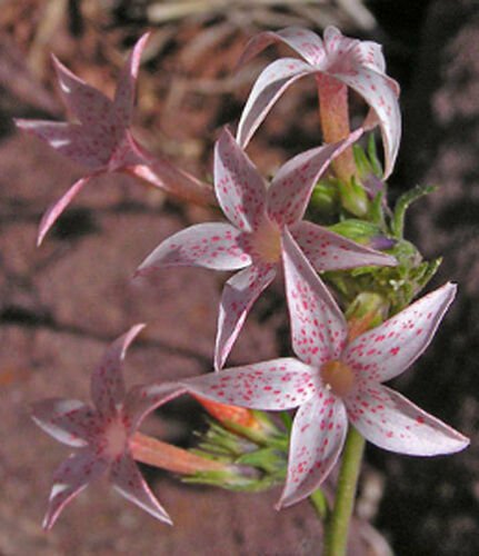 10 seeds - Ipomopsis aggregata Skyrocket Plant #ggvm5