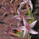 10 seeds - Ipomopsis aggregata Skyrocket Plant #ggvm5