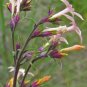 10 seeds - Ipomopsis aggregata Skyrocket Plant #ggvm5
