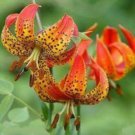 10 seeds - Lilium michiganense Michigan Lily Plant #ggvm5