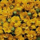 10 seeds - Geum Avens Sunrise Plant #ggvm5