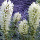 15 seeds - Campanula thyrsoides Yellow Bellflower Plant #ggvm5
