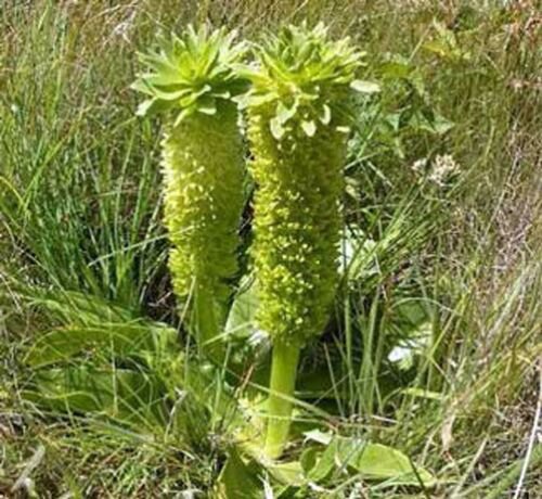 5 seeds - Eucomis autumnalis Pineapple Lily Rare Plant #ggvm5