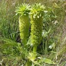 5 seeds - Eucomis autumnalis Pineapple Lily Rare Plant #ggvm5