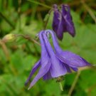 100 seeds - Aquilegia vulgaris Dwarf Columbine Plant #ggvm5