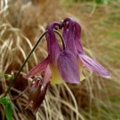 100 seeds - Aquilegia oxysepala Oriental Columbine Plant #ggvm5