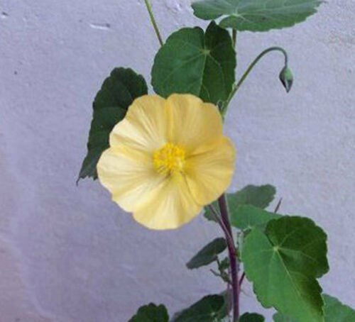 7 seeds - Very Rare Shrub - Abutilon sonnertianum Plant #ggvm5