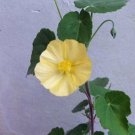 7 seeds - Very Rare Shrub - Abutilon sonnertianum Plant #ggvm5