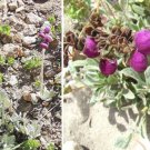 20 seeds - Calceolaria arachnoidea Capachito Plant #ggvm5