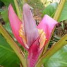 10 seeds - Banana - Musa acuminata ssp. sumatrana Plant #ggvm5