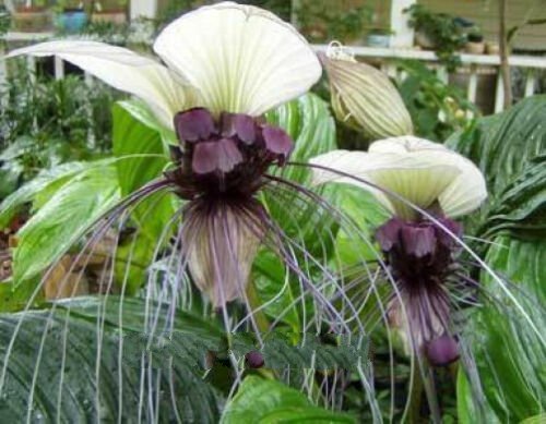 10 seeds - Tacca integrifolia White Bat Plant #ggvm5