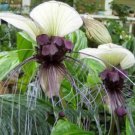 10 seeds - Tacca integrifolia White Bat Plant #ggvm5