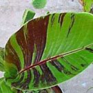 8 seeds - Banana - Musa sikkimensis Red Flash Plant #ggvm5
