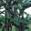 10 seeds - Banana - Musa balbisiana var balbisiana Plant #ggvm5