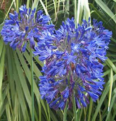 10 seeds - Agapanthus orientalis Storm Cloud Plant #ggvm5