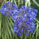 10 seeds - Agapanthus orientalis Storm Cloud Plant #ggvm5